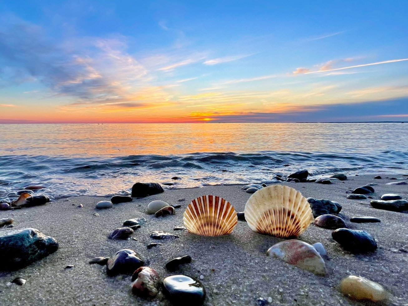 Shell Paradise