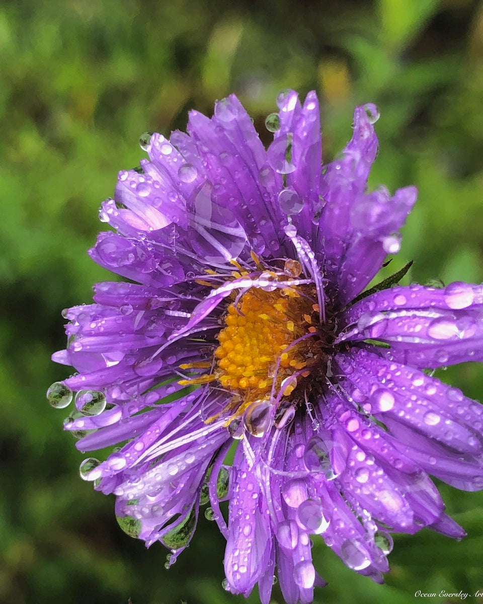 2495638 :: Giclée Poster Satin Photo Paper Print