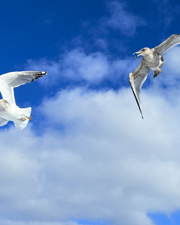 2552328 :: Giclée Rolled Canvas Print