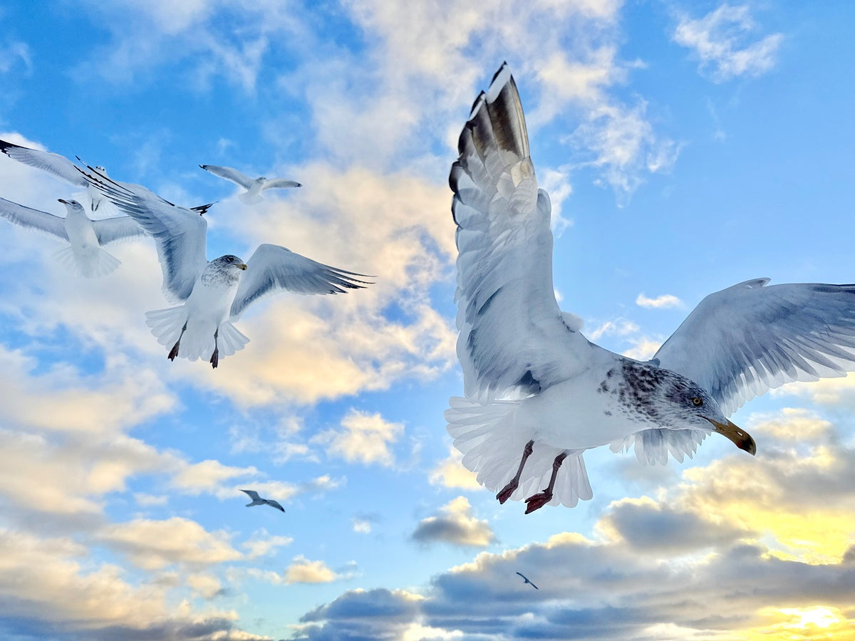 2521717 :: Giclée Rolled Canvas Print