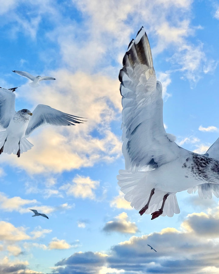 2521717 :: Giclée Poster Satin Photo Paper Print