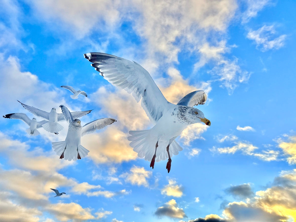 2522014 :: Giclée Fine Art Matte Paper Print