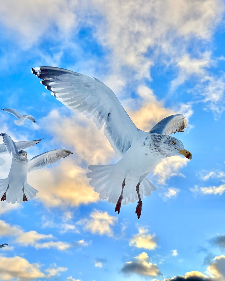 2522014 :: Giclée Poster Satin Photo Paper Print