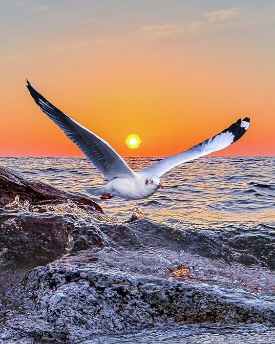 2402360 :: Giclée Fine Art Matte Paper Print