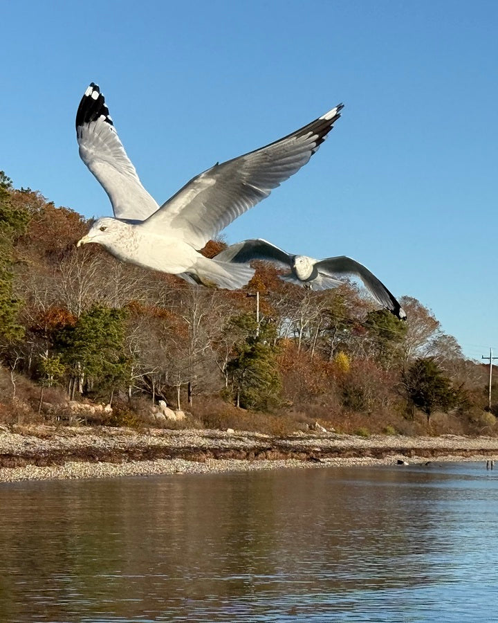 2498092 :: Giclée Rolled Canvas Print