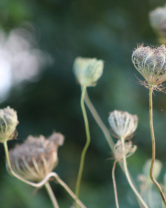 2495654 :: Giclée Poster Satin Photo Paper Print