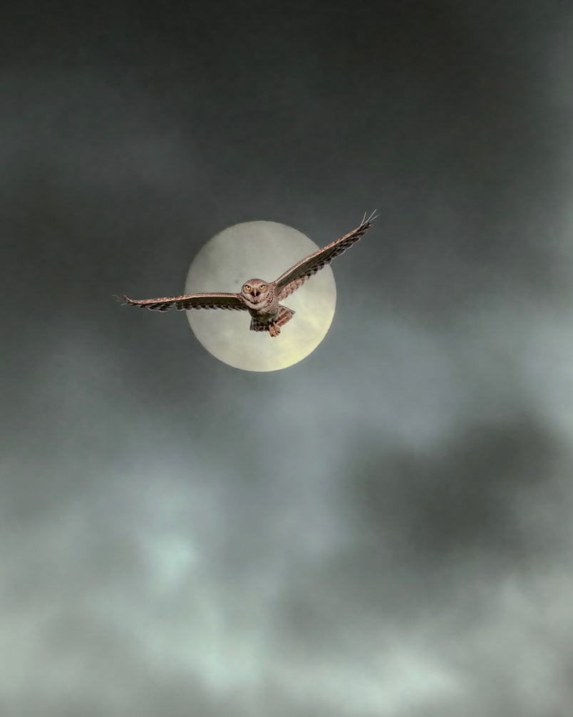 2508362 :: Giclée Poster Satin Photo Paper Print