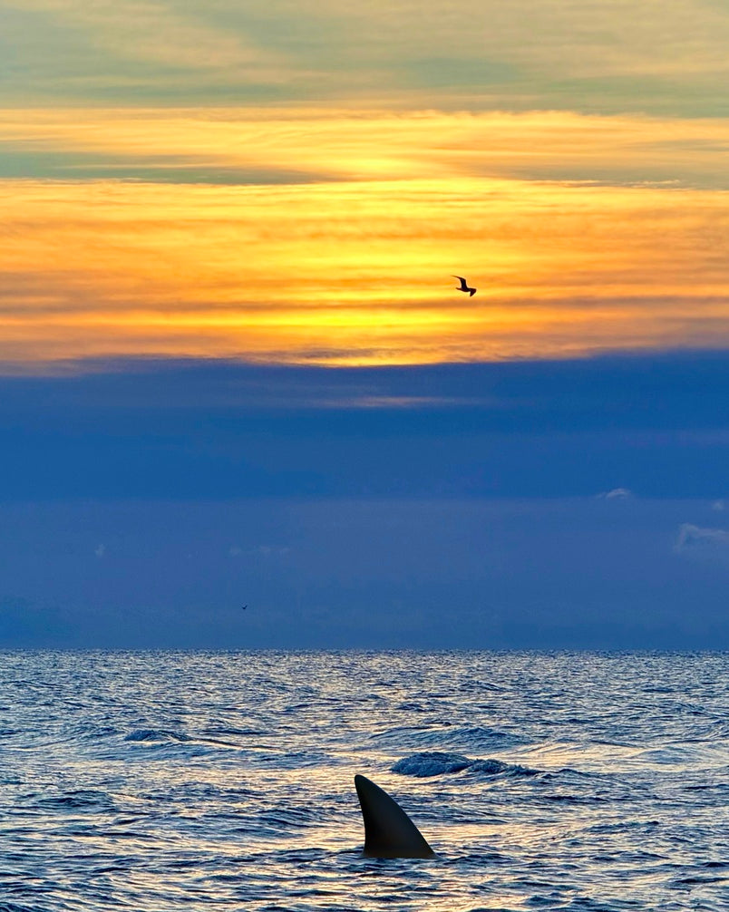 2516210 :: Giclée Poster Satin Photo Paper Print