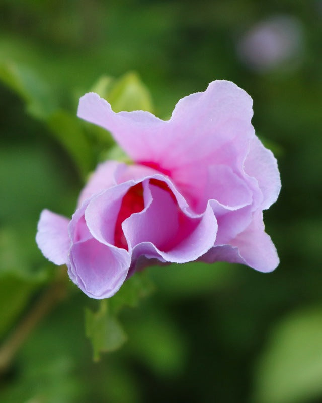 2495683 :: Giclée Poster Satin Photo Paper Print