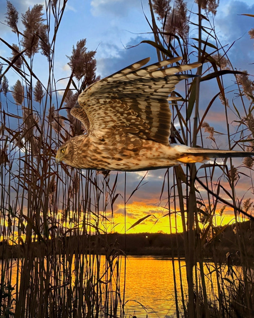 2555294 :: Giclée Poster Satin Photo Paper Print