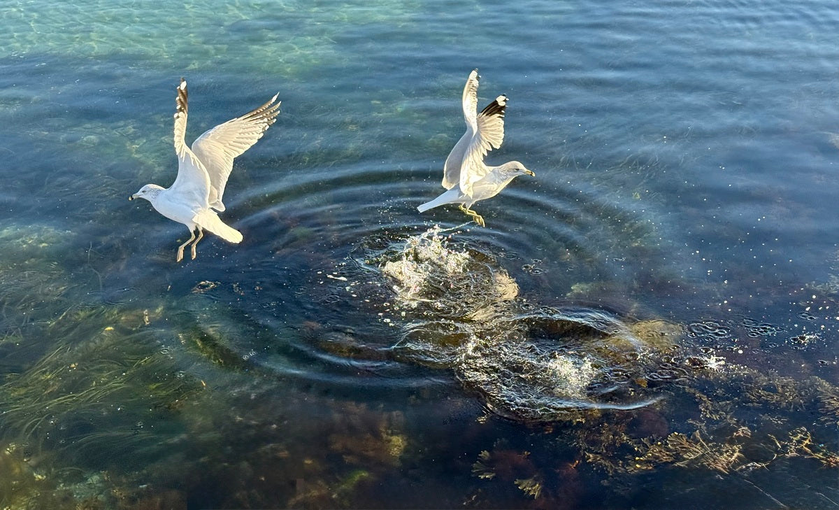 2498729 :: Giclée Rolled Canvas Print