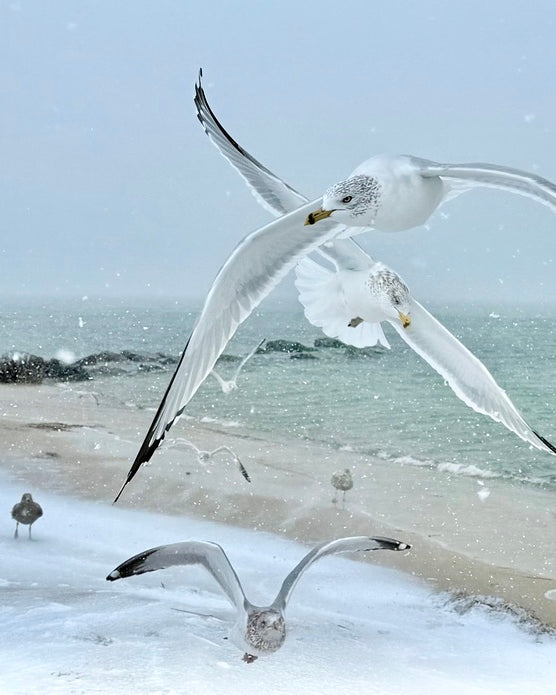 2525288 :: Giclée Poster Satin Photo Paper Print