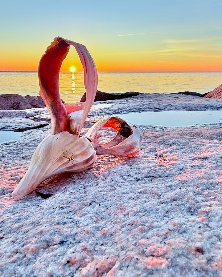 2489643 :: Giclée Rolled Canvas Print