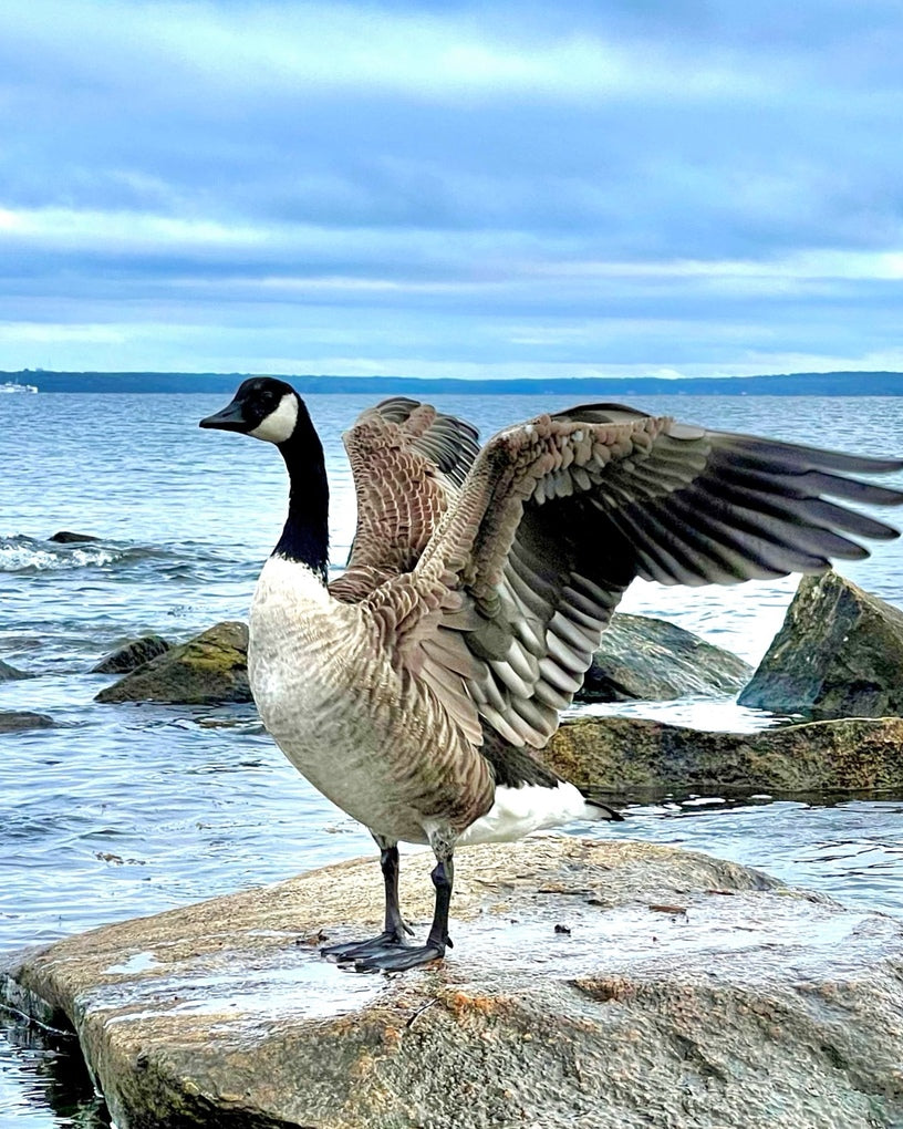 2530909 :: Giclée Rolled Canvas Print