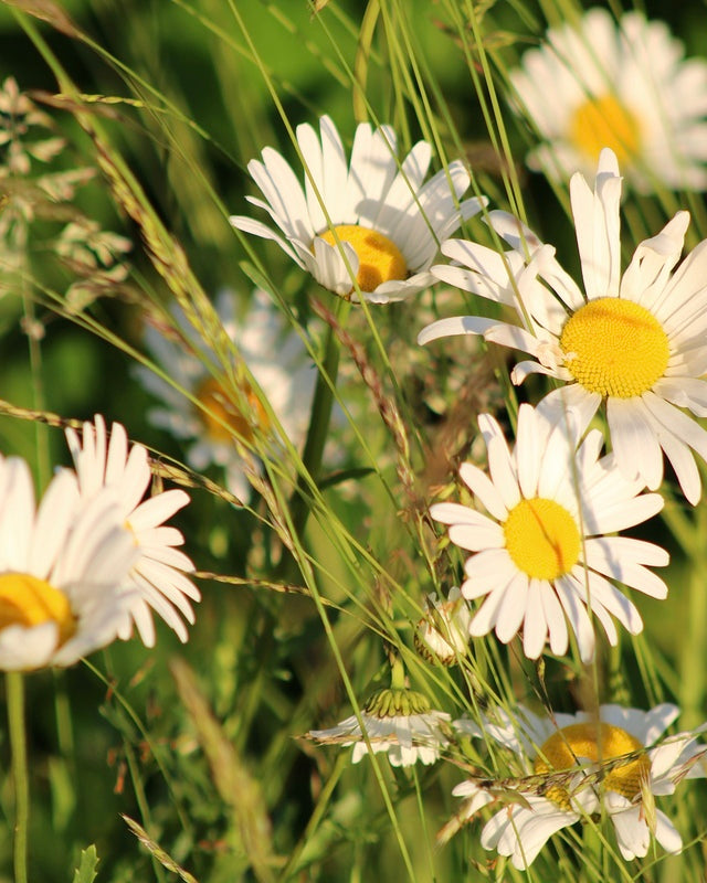 2496521 :: Giclée Rolled Canvas Print