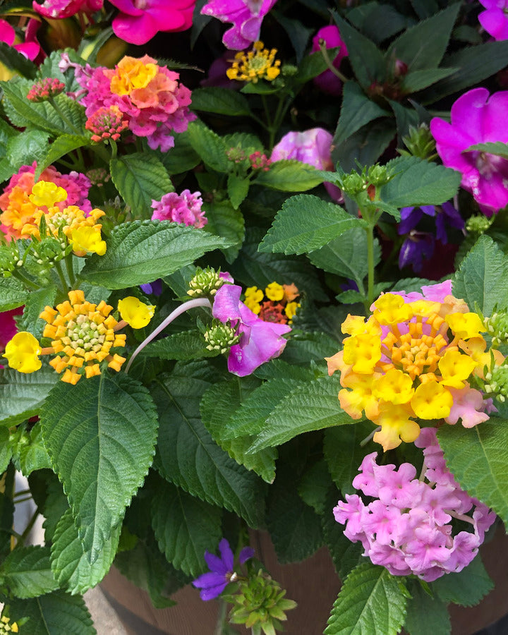 2498027 :: Giclée Rolled Canvas Print