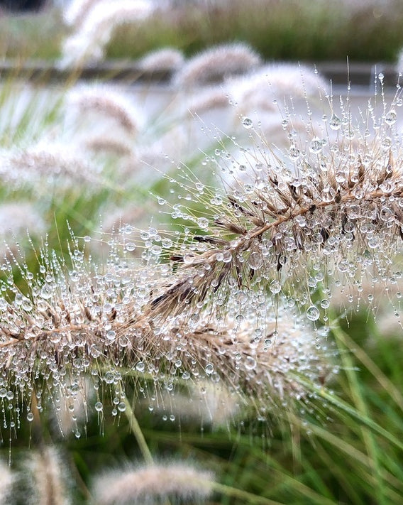 2495642 :: Giclée Rolled Canvas Print