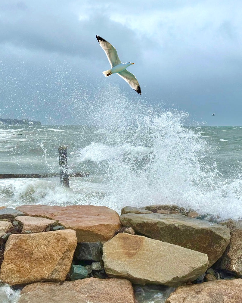 2516245 :: Giclée Rolled Canvas Print