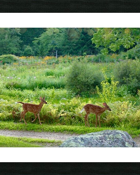 2374222 :: Framed Print