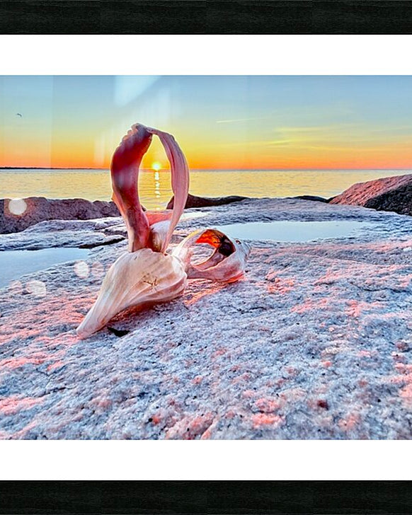 2489643 :: Framed Print