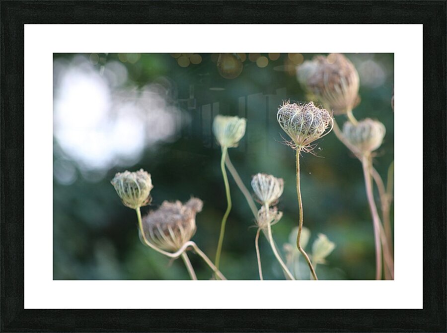 2495654 :: Framed Print