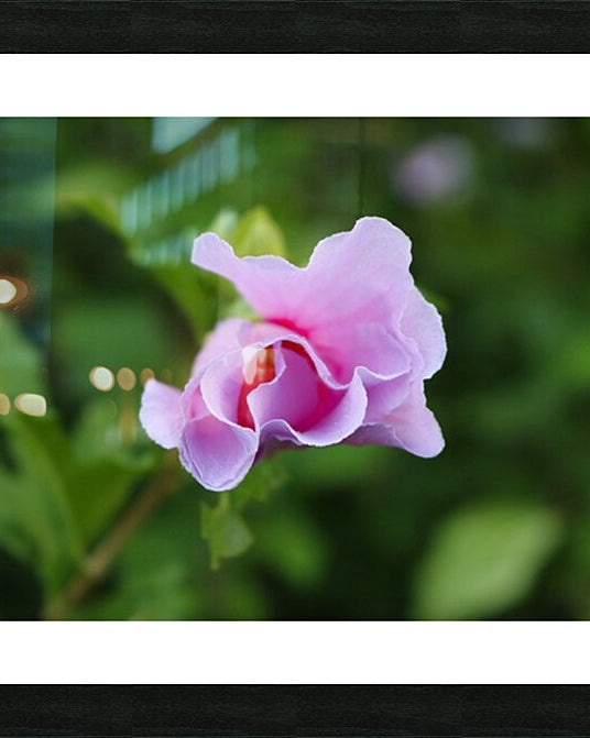 2495683 :: Framed Print