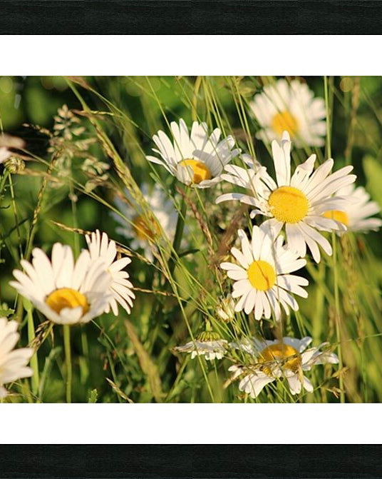 2496521 :: Framed Print