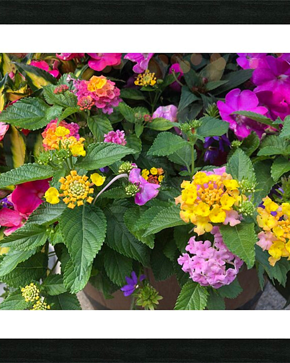 2498027 :: Framed Print