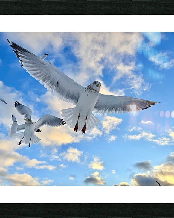 2521715 :: Framed Print