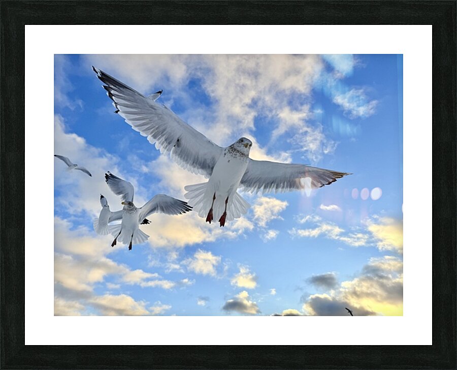 2521715 :: Framed Print