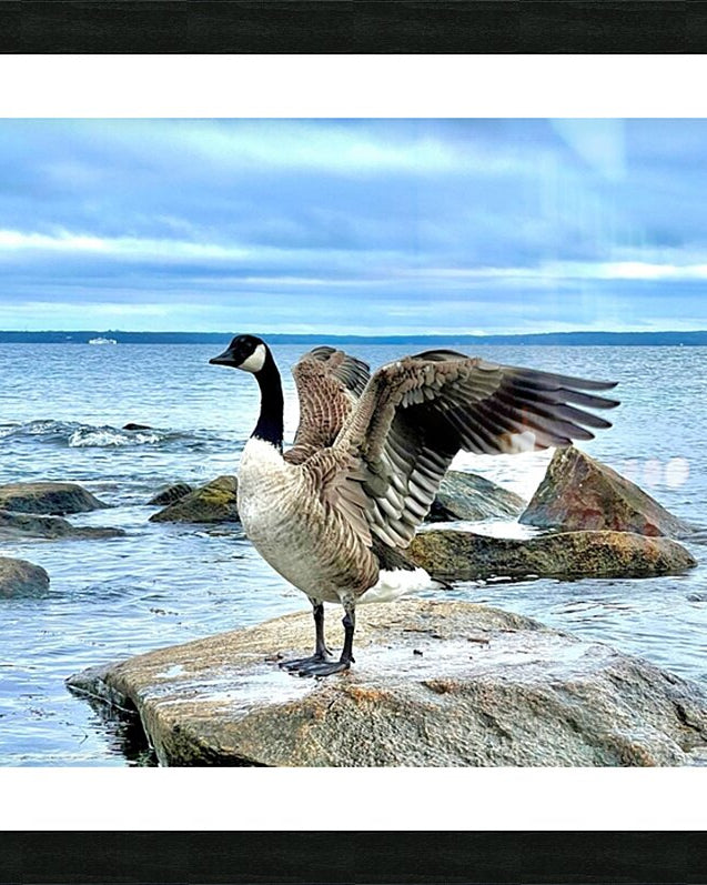 2530909 :: Framed Print