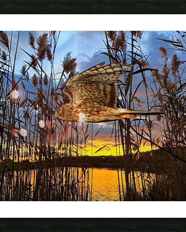 2555294 :: Framed Print