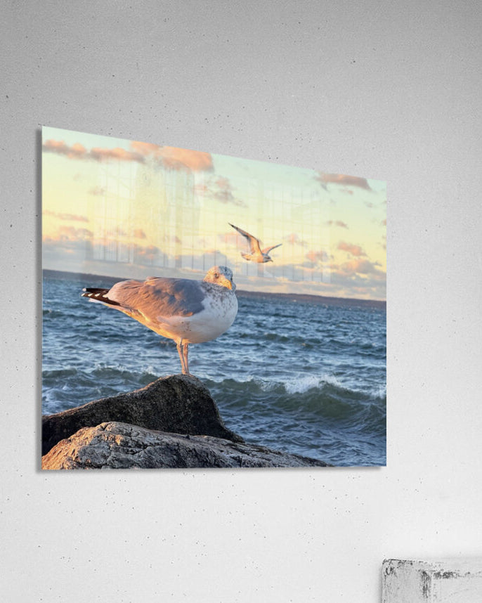 2486004 :: Acrylic Print