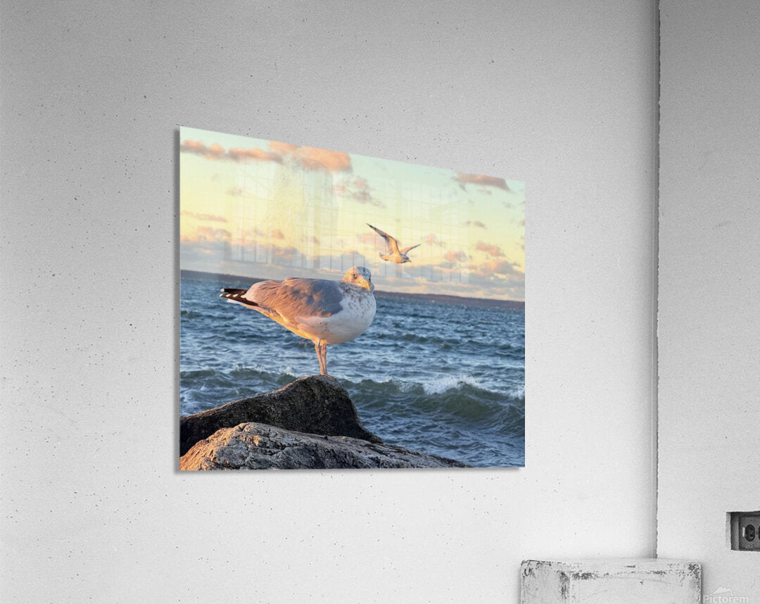 2486004 :: Acrylic Print
