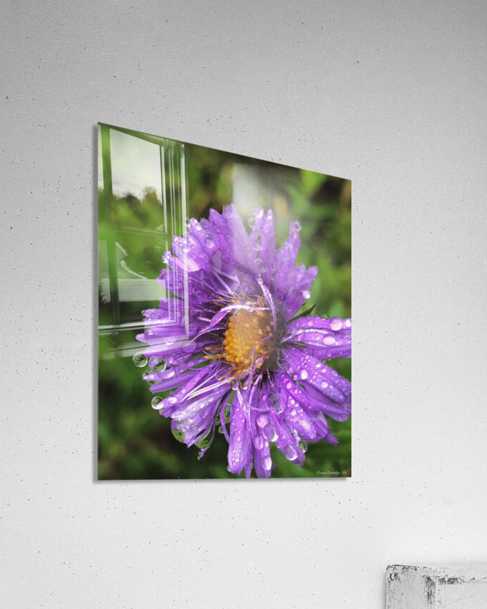 2495638 :: Acrylic Print