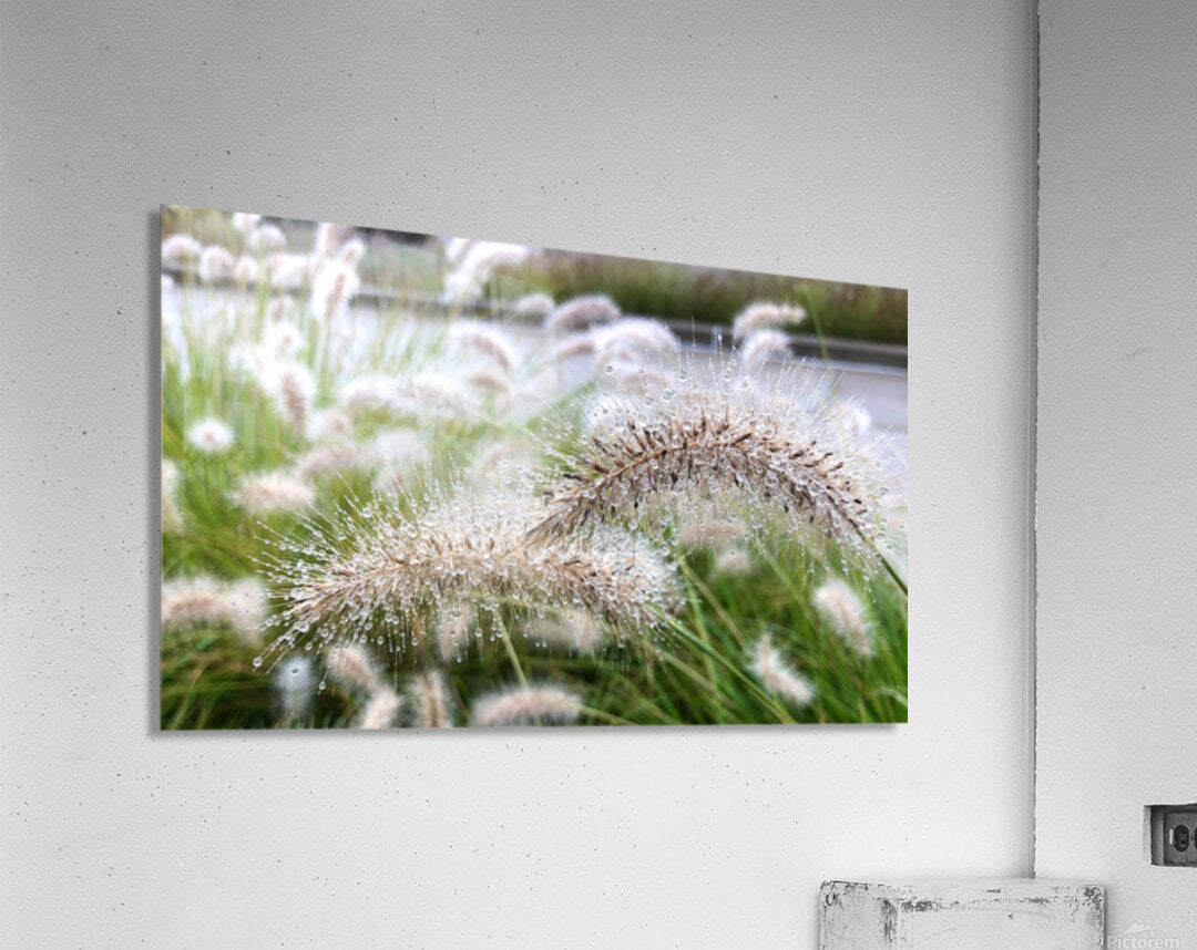 2495642 :: Acrylic Print