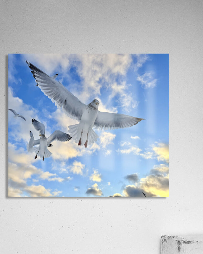 2521715 :: Acrylic Print