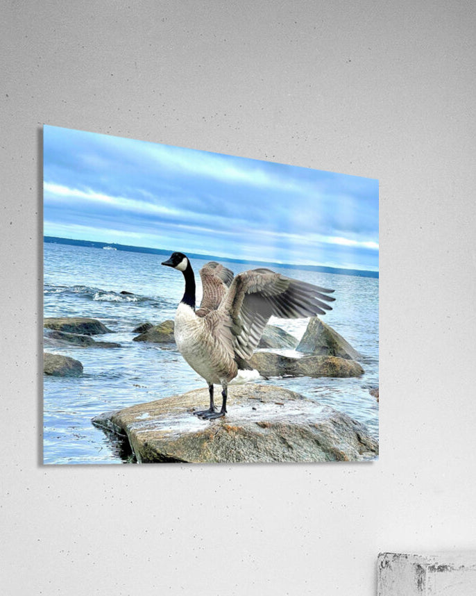 2530909 :: Acrylic Print