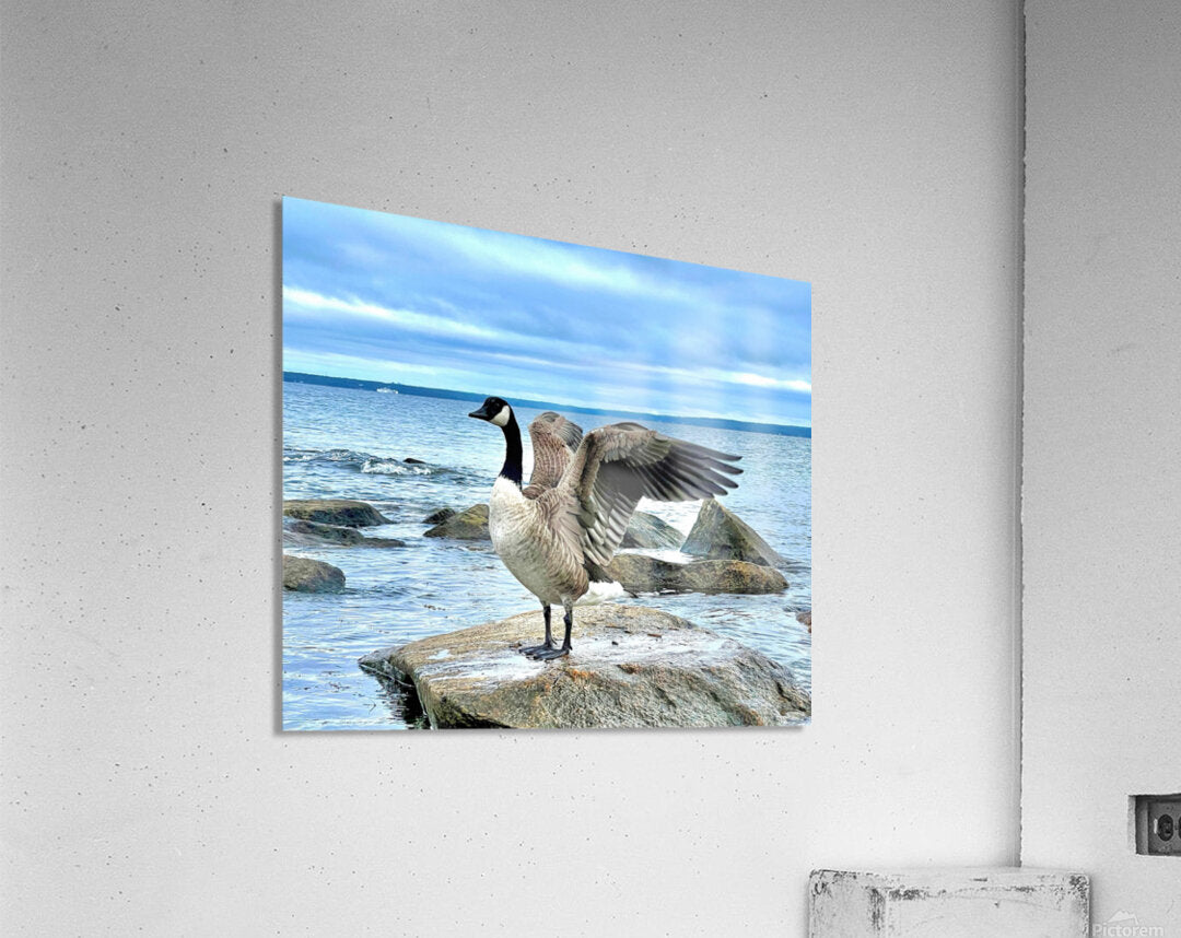 2530909 :: Acrylic Print