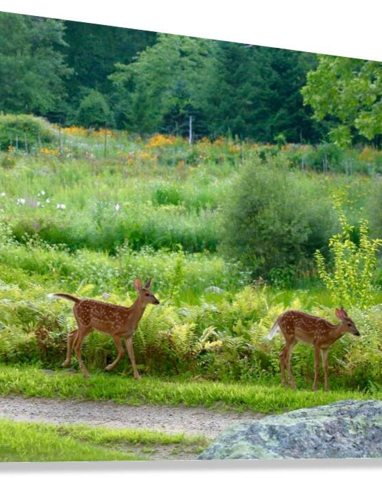 2374222 :: Giclée Stretched Canvas Print