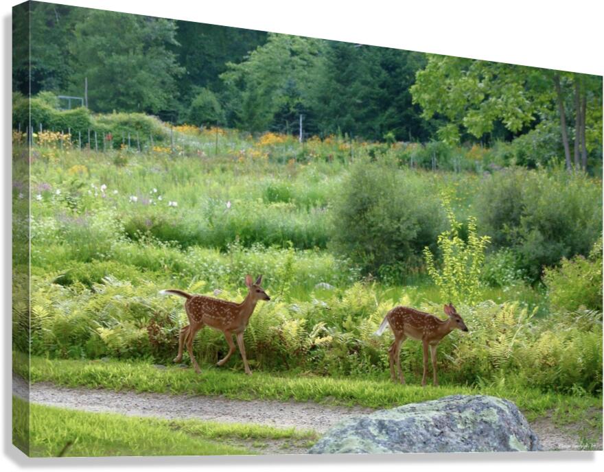 2374222 :: Giclée Stretched Canvas Print