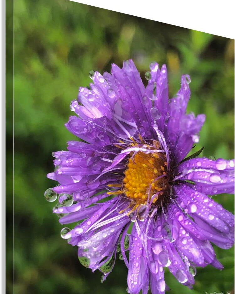 2495638 :: Giclée Stretched Canvas Print