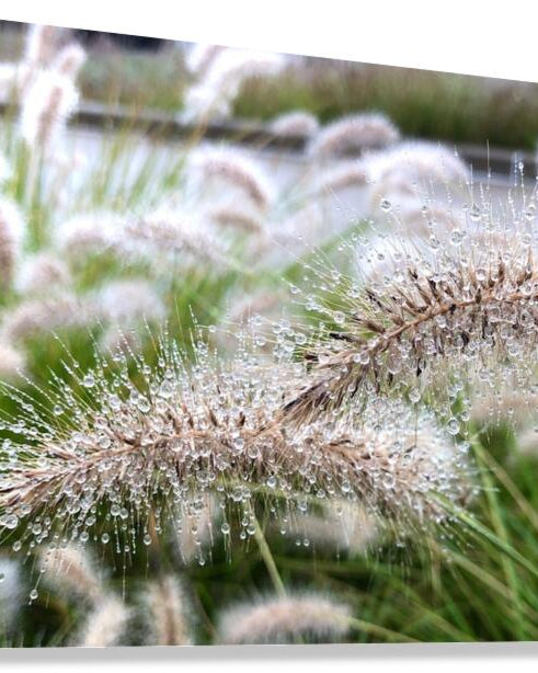 2495642 :: Giclée Stretched Canvas Print