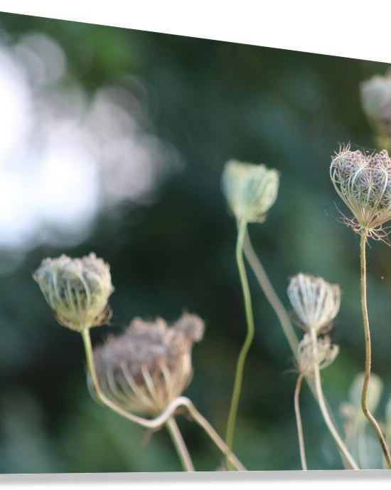 2495654 :: Giclée Stretched Canvas Print