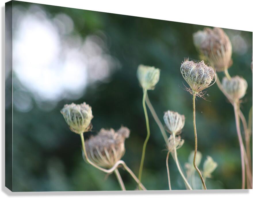 2495654 :: Giclée Stretched Canvas Print