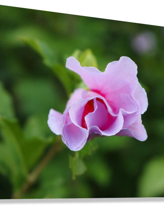 2495683 :: Giclée Stretched Canvas Print