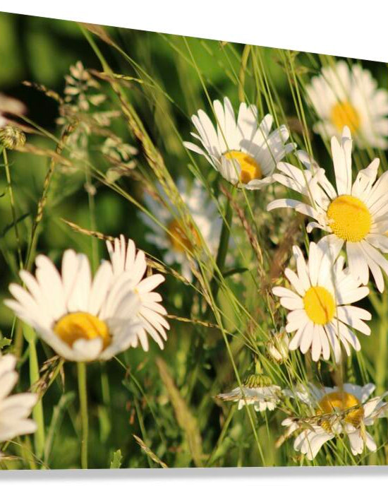 2496521 :: Giclée Stretched Canvas Print