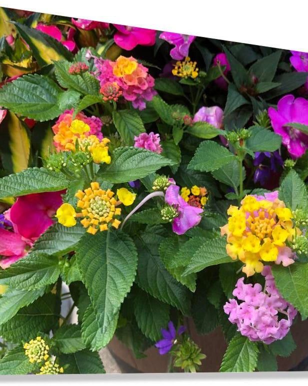 2498027 :: Giclée Stretched Canvas Print