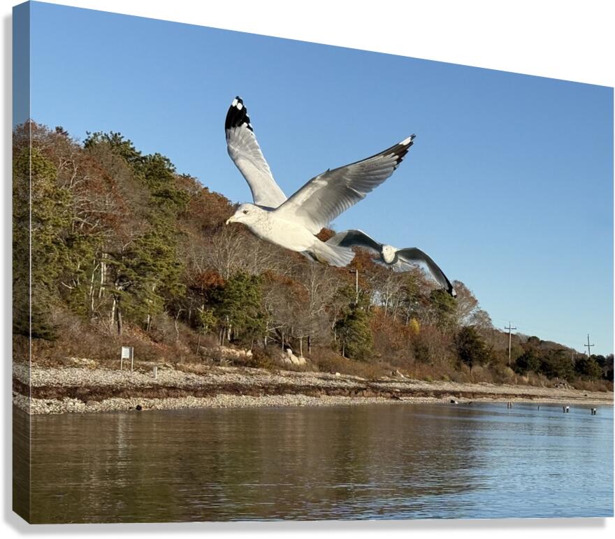 2498092 :: Giclée Stretched Canvas Print