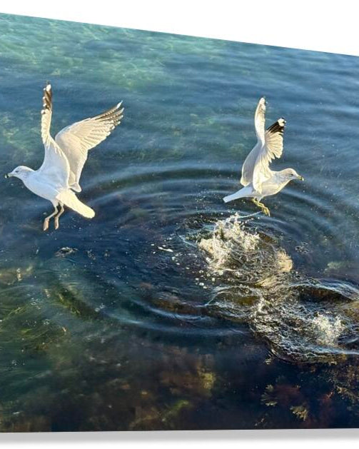 2498729 :: Giclée Stretched Canvas Print